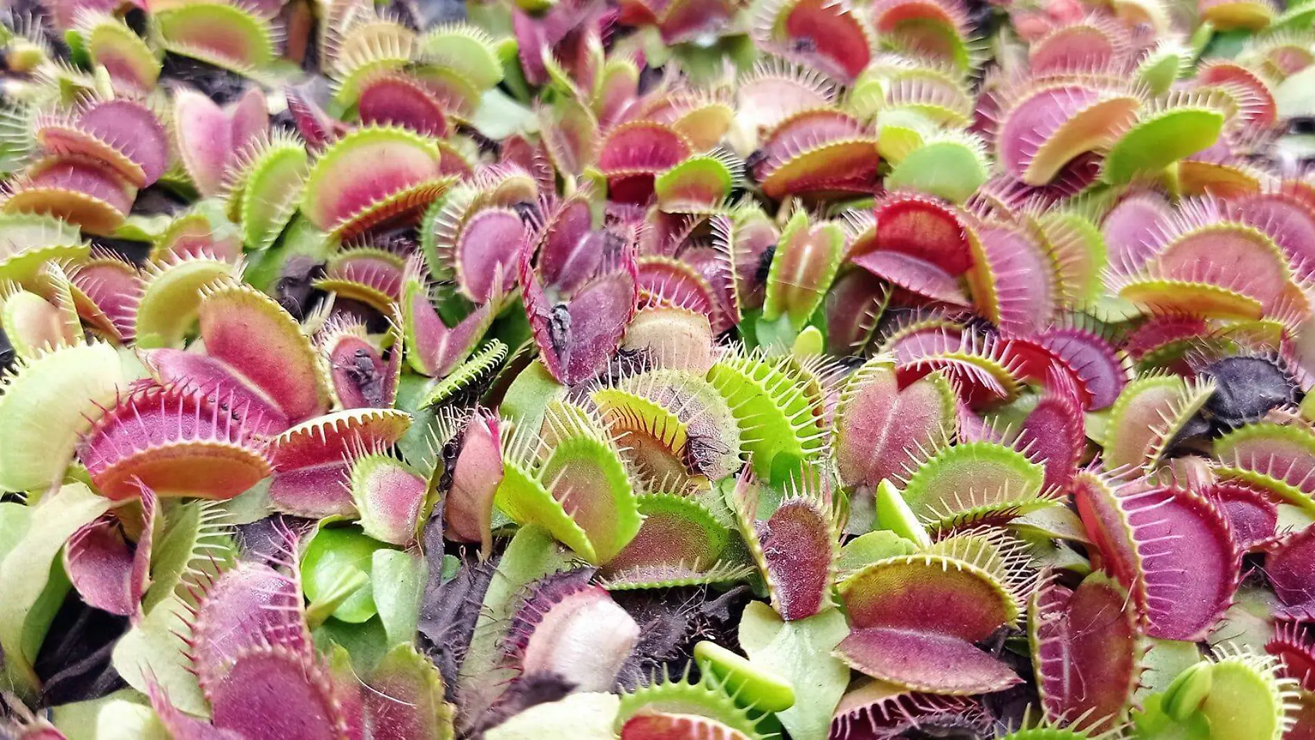 plantas carnivoras